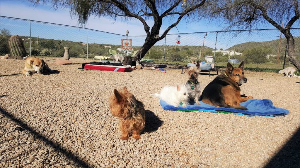 azmidday-sanctuary-play-yard-dogs
